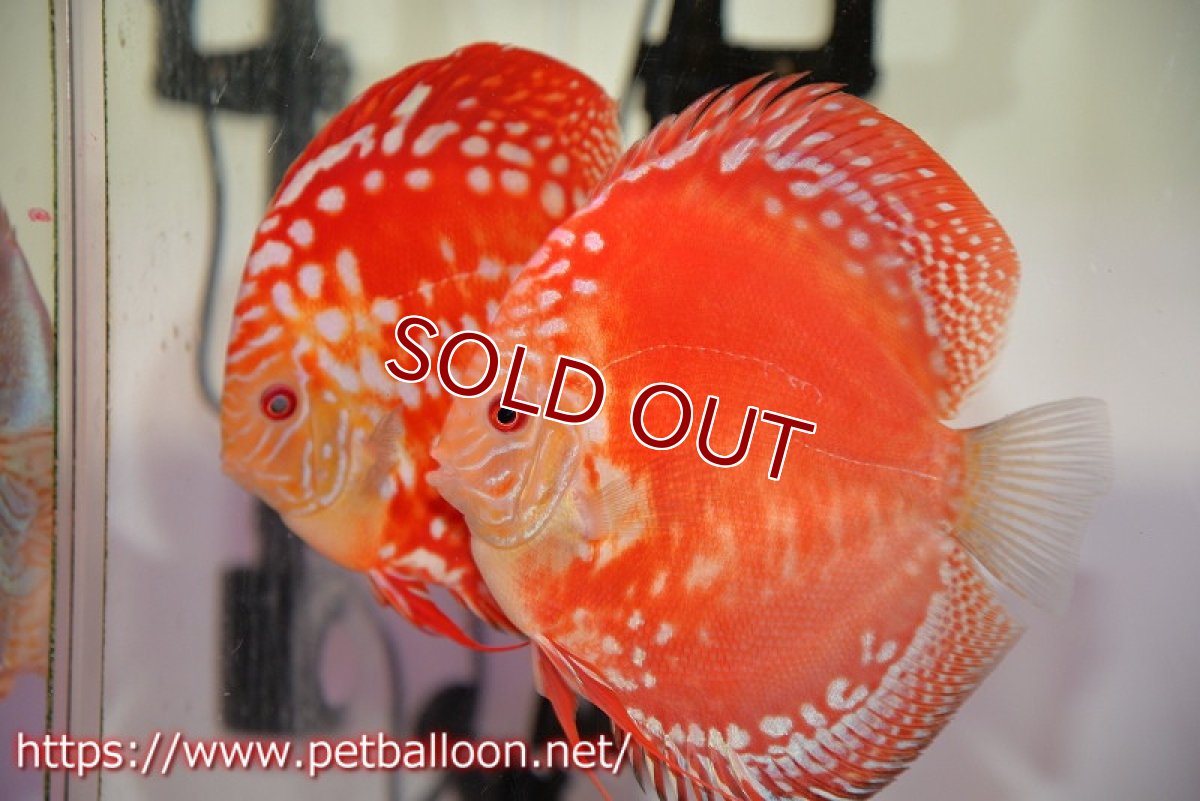 画像2: 【ディスカス】【通販】スーパーレッドドラゴンボール（ハイフォーム）【個体ペア販売】15-16cm（生体）マレーシア　NAディスカスファーム (2)