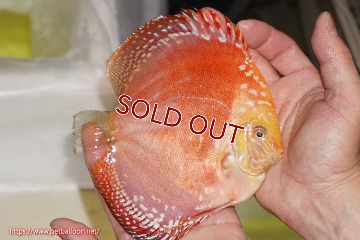 画像4: 【ディスカス】【通販】スーパーレッドドラゴンボール（ハイフォーム）【個体ペア販売】15-16cm（生体）マレーシア　NAディスカスファーム (4)