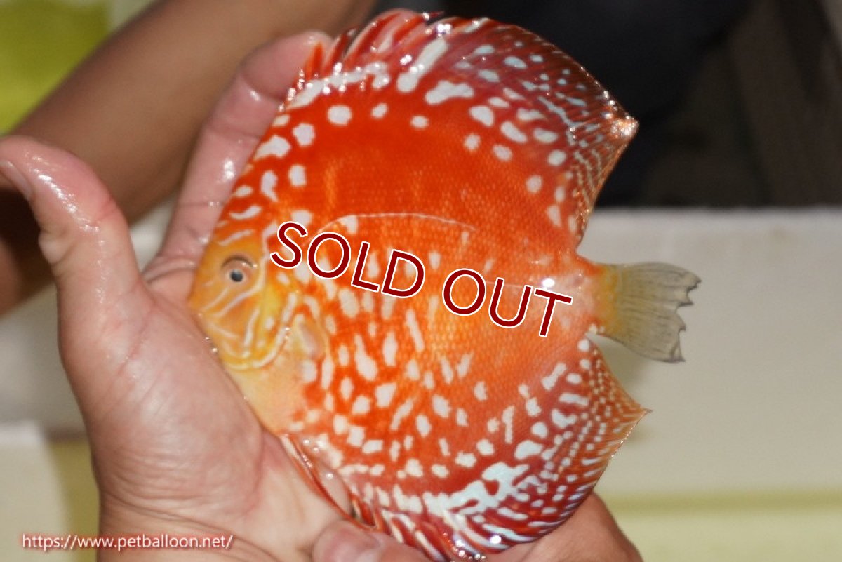 画像6: 【ディスカス】【通販】スーパーレッドドラゴンボール（ハイフォーム）【個体ペア販売】15-16cm（生体）マレーシア　NAディスカスファーム (6)