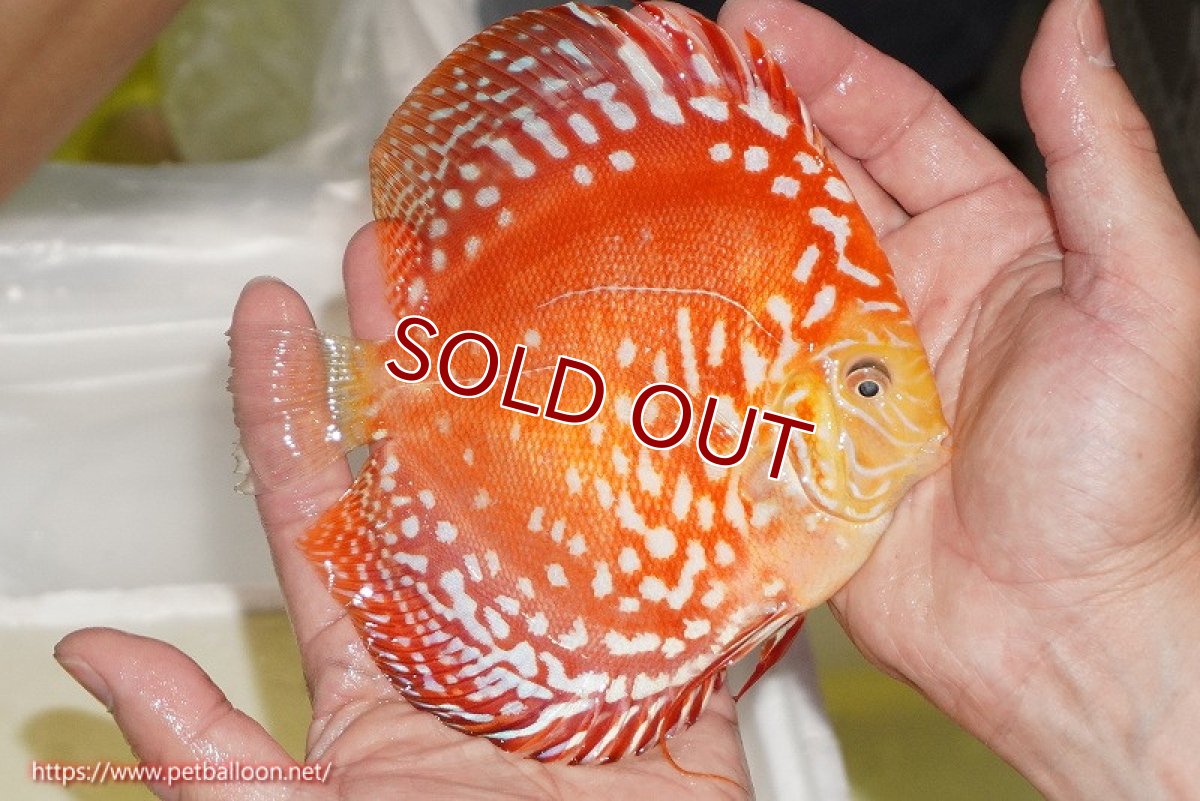 画像7: 【ディスカス】【通販】スーパーレッドドラゴンボール（ハイフォーム）【個体ペア販売】15-16cm（生体）マレーシア　NAディスカスファーム (7)