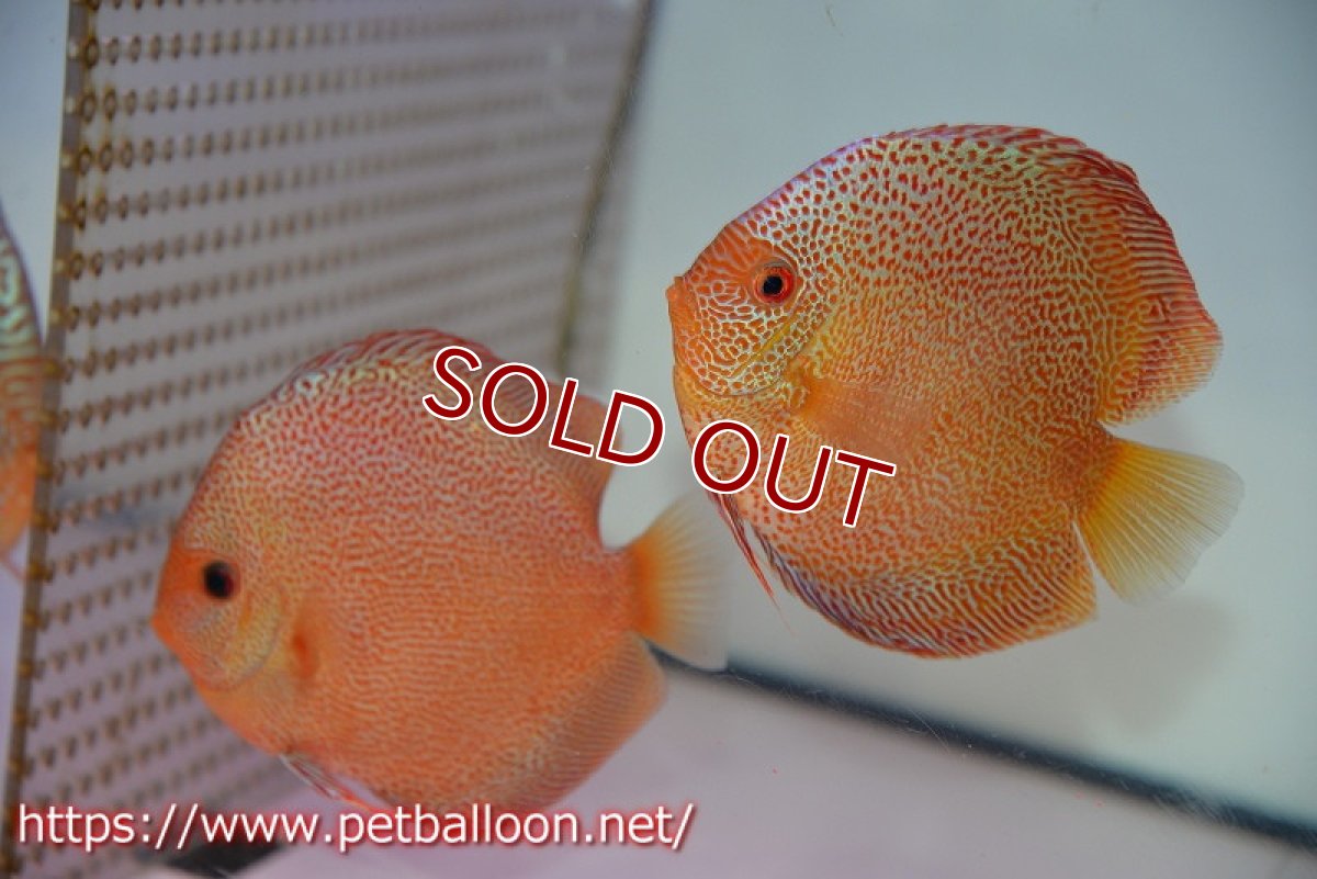 画像1: 【ディスカス】【通販】スーパーパンサー【個体ペア販売】12cm （生体）マレーシア　NAディスカスファーム (1)
