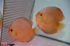 画像1: 【ディスカス】【通販】スーパーパンサー【個体ペア販売】12cm （生体）マレーシア　NAディスカスファーム (1)