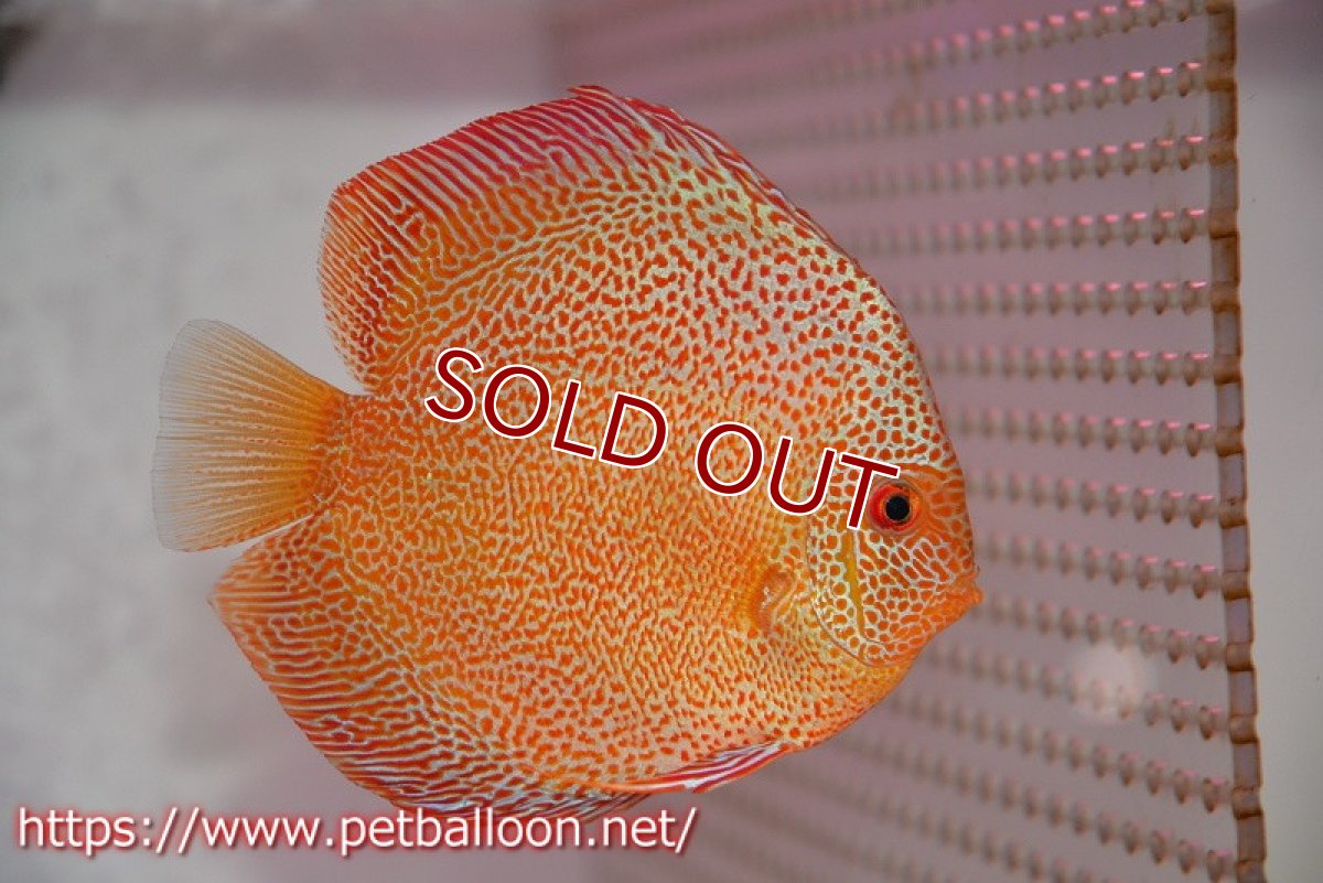 画像2: 【ディスカス】【通販】スーパーパンサー【個体ペア販売】12cm （生体）マレーシア　NAディスカスファーム (2)