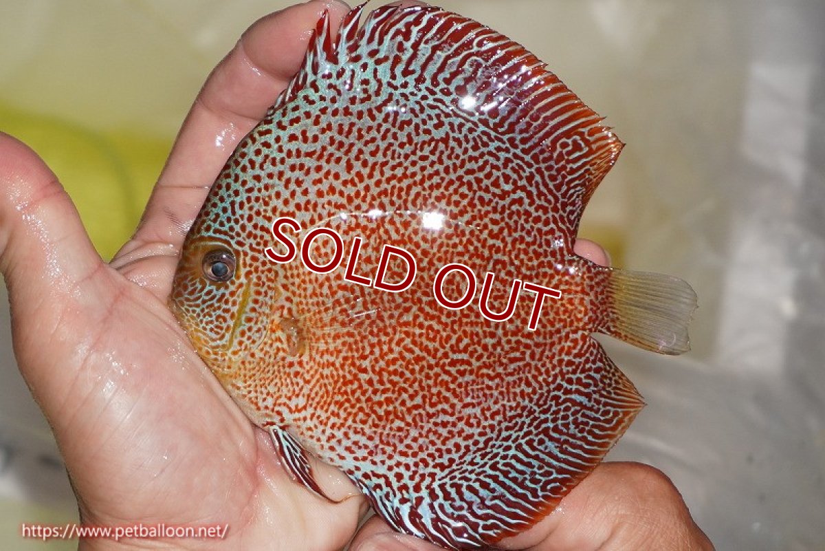 画像3: 【ディスカス】【通販】スーパーパンサー【個体ペア販売】12cm （生体）マレーシア　NAディスカスファーム (3)