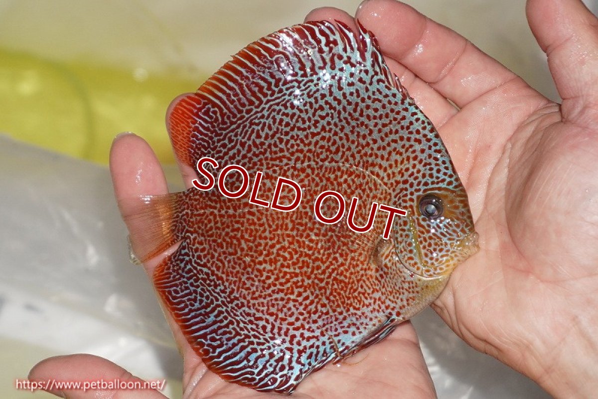 画像4: 【ディスカス】【通販】スーパーパンサー【個体ペア販売】12cm （生体）マレーシア　NAディスカスファーム (4)