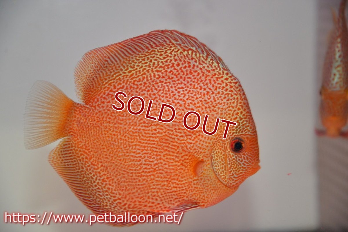 画像5: 【ディスカス】【通販】スーパーパンサー【個体ペア販売】12cm （生体）マレーシア　NAディスカスファーム (5)