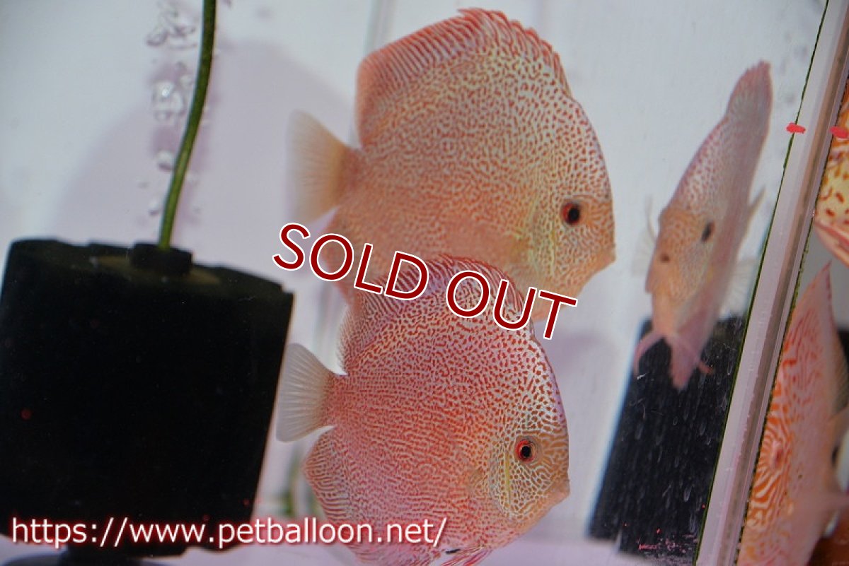 画像1: 【ディスカス】【通販】スーパーパンサー【個体ペア販売】12-13cm（生体）マレーシア　NAディスカスファーム (1)