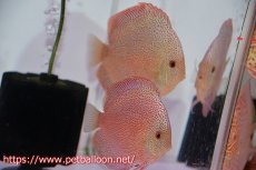 画像1: 【ディスカス】【通販】スーパーパンサー【個体ペア販売】12-13cm（生体）マレーシア　NAディスカスファーム (1)