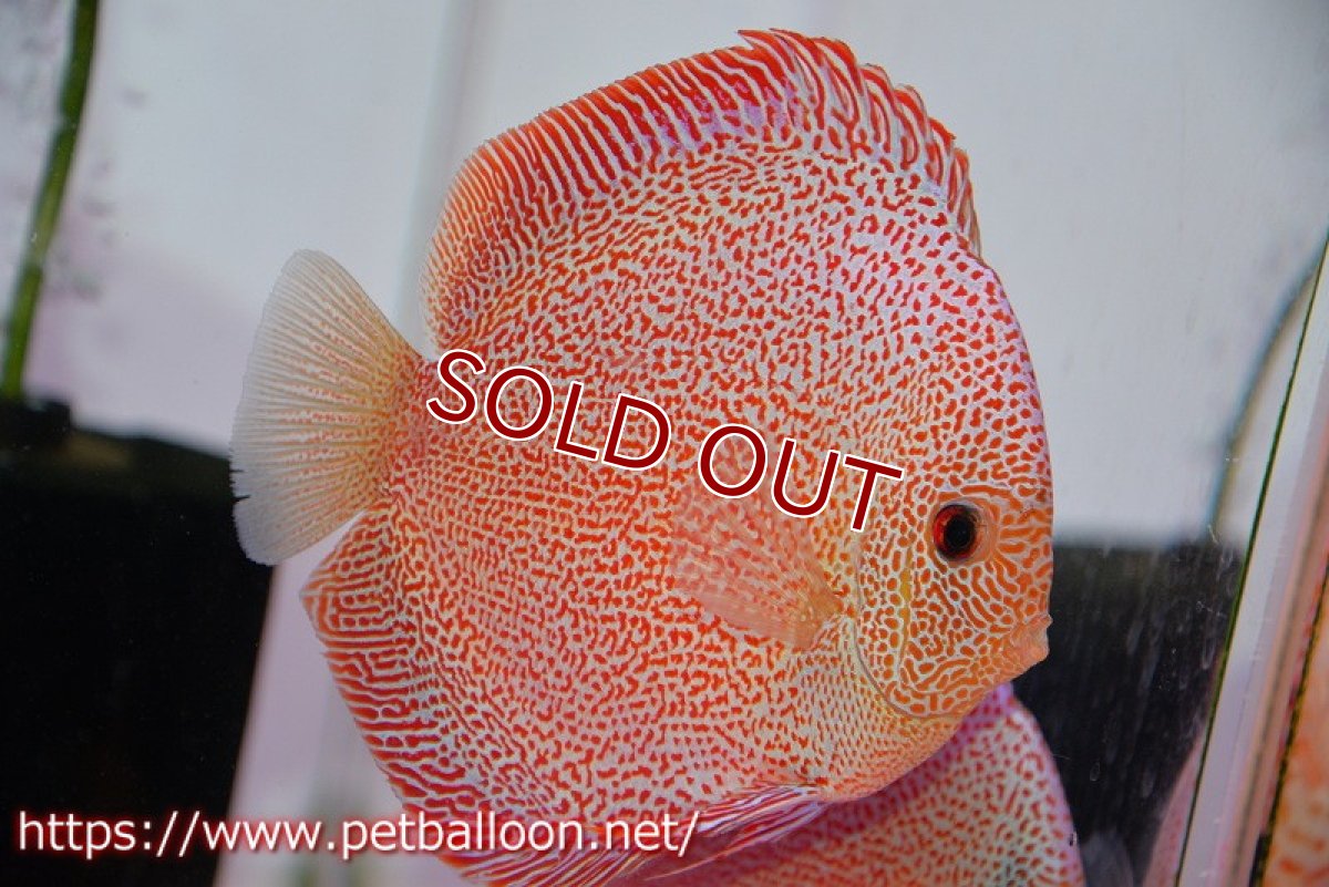 画像2: 【ディスカス】【通販】スーパーパンサー【個体ペア販売】12-13cm（生体）マレーシア　NAディスカスファーム (2)