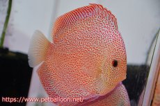画像2: 【ディスカス】【通販】スーパーパンサー【個体ペア販売】12-13cm（生体）マレーシア　NAディスカスファーム (2)