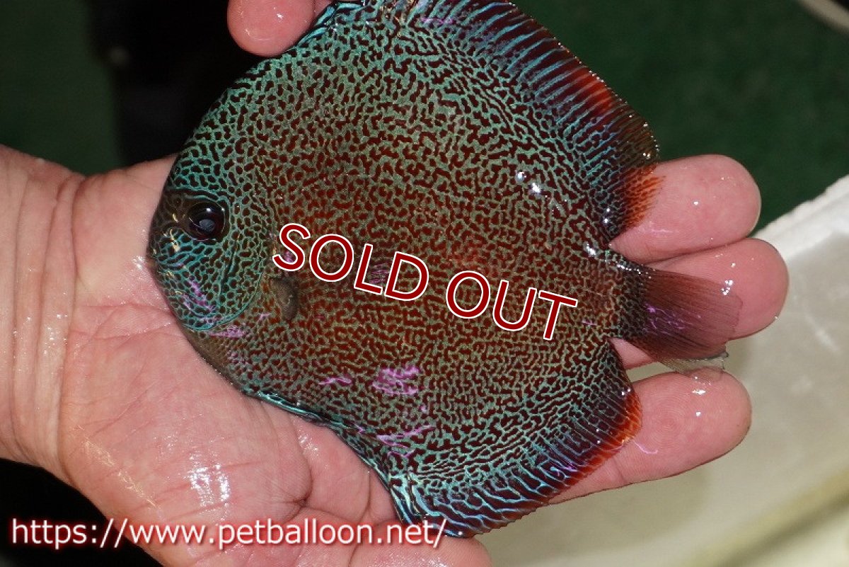 画像3: 【ディスカス】【通販】スーパーパンサー【個体ペア販売】12-13cm（生体）マレーシア　NAディスカスファーム (3)