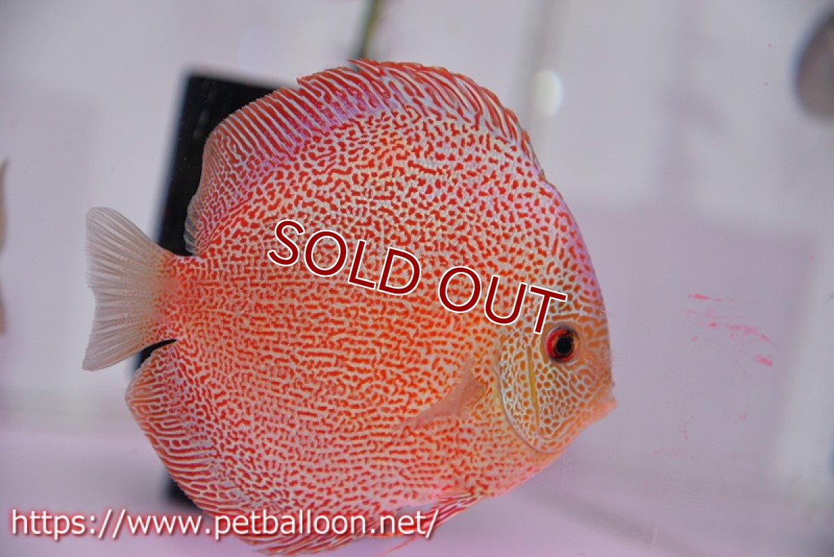 画像5: 【ディスカス】【通販】スーパーパンサー【個体ペア販売】12-13cm（生体）マレーシア　NAディスカスファーム (5)