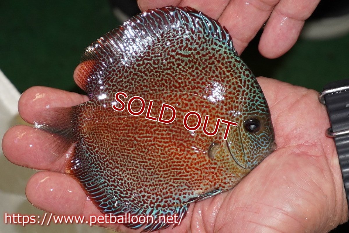 画像7: 【ディスカス】【通販】スーパーパンサー【個体ペア販売】12-13cm（生体）マレーシア　NAディスカスファーム (7)