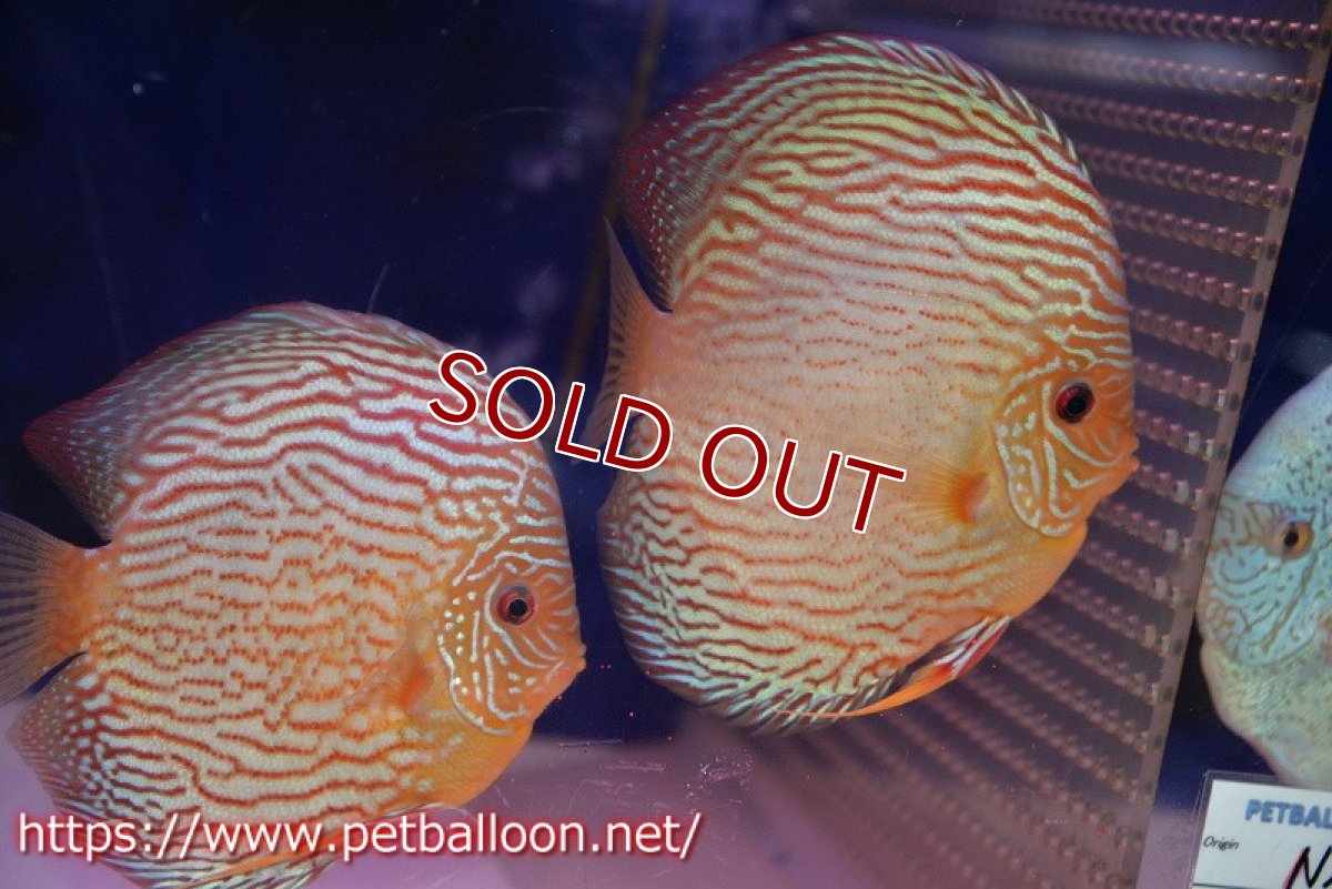 画像1: 【ディスカス】【通販】アルタムスターライトレッドターコイズ（ハイフォーム）【個体ペア販売】16-17cm（生体）マレーシア　NAディスカスファーム (1)