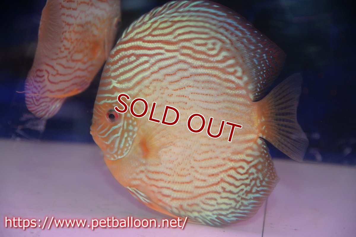 画像2: 【ディスカス】【通販】アルタムスターライトレッドターコイズ（ハイフォーム）【個体ペア販売】16-17cm（生体）マレーシア　NAディスカスファーム (2)