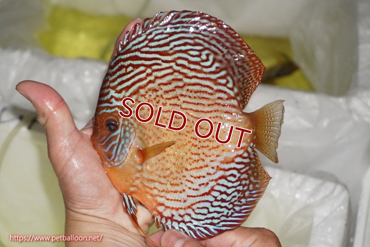 画像3: 【ディスカス】【通販】アルタムスターライトレッドターコイズ（ハイフォーム）【個体ペア販売】16-17cm（生体）マレーシア　NAディスカスファーム (3)