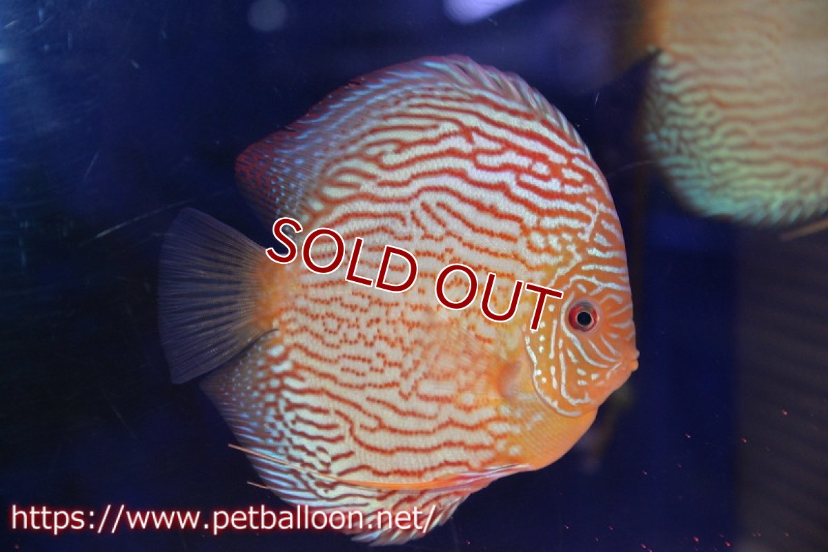 画像5: 【ディスカス】【通販】アルタムスターライトレッドターコイズ（ハイフォーム）【個体ペア販売】16-17cm（生体）マレーシア　NAディスカスファーム (5)