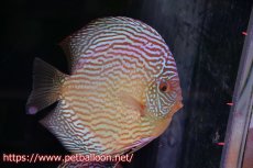 画像2: 【ディスカス】【通販】アルタムスターライトレッドターコイズ（ハイフォーム）【個体ペア販売】16-17cm（生体）マレーシア　NAディスカスファーム (2)