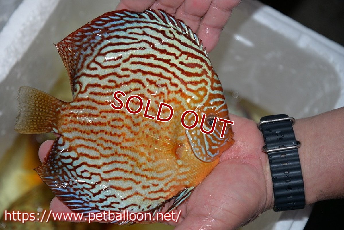 画像4: 【ディスカス】【通販】アルタムスターライトレッドターコイズ（ハイフォーム）【個体ペア販売】16-17cm（生体）マレーシア　NAディスカスファーム (4)