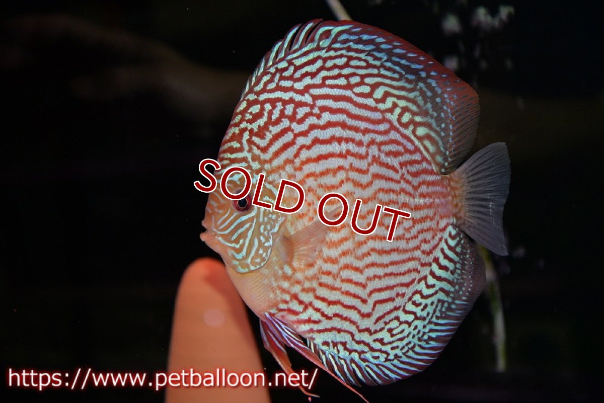 画像5: 【ディスカス】【通販】アルタムスターライトレッドターコイズ（ハイフォーム）【個体ペア販売】16-17cm（生体）マレーシア　NAディスカスファーム (5)