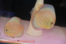 画像1: 【ディスカス】【通販】サクラスーパーブルーレオパード（ハイフォーム）【個体ペア販売】14-15cm（生体）マレーシア　KLディスカスファーム (1)