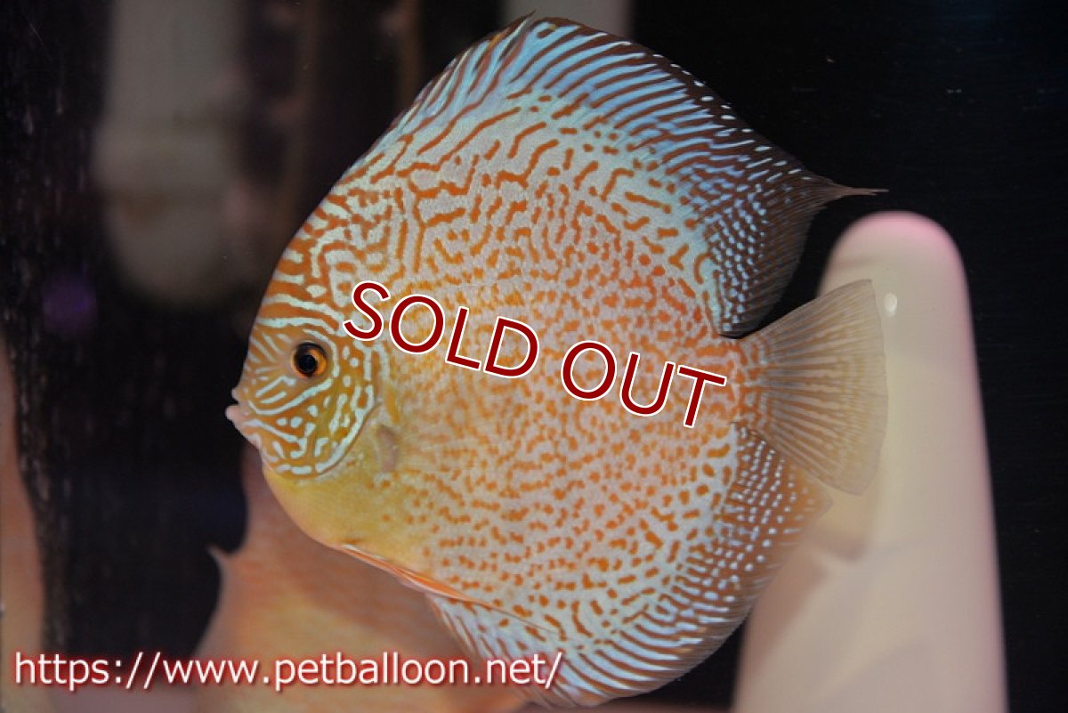 画像2: 【ディスカス】【通販】サクラスーパーブルーレオパード（ハイフォーム）【個体ペア販売】14-15cm（生体）マレーシア　KLディスカスファーム (2)