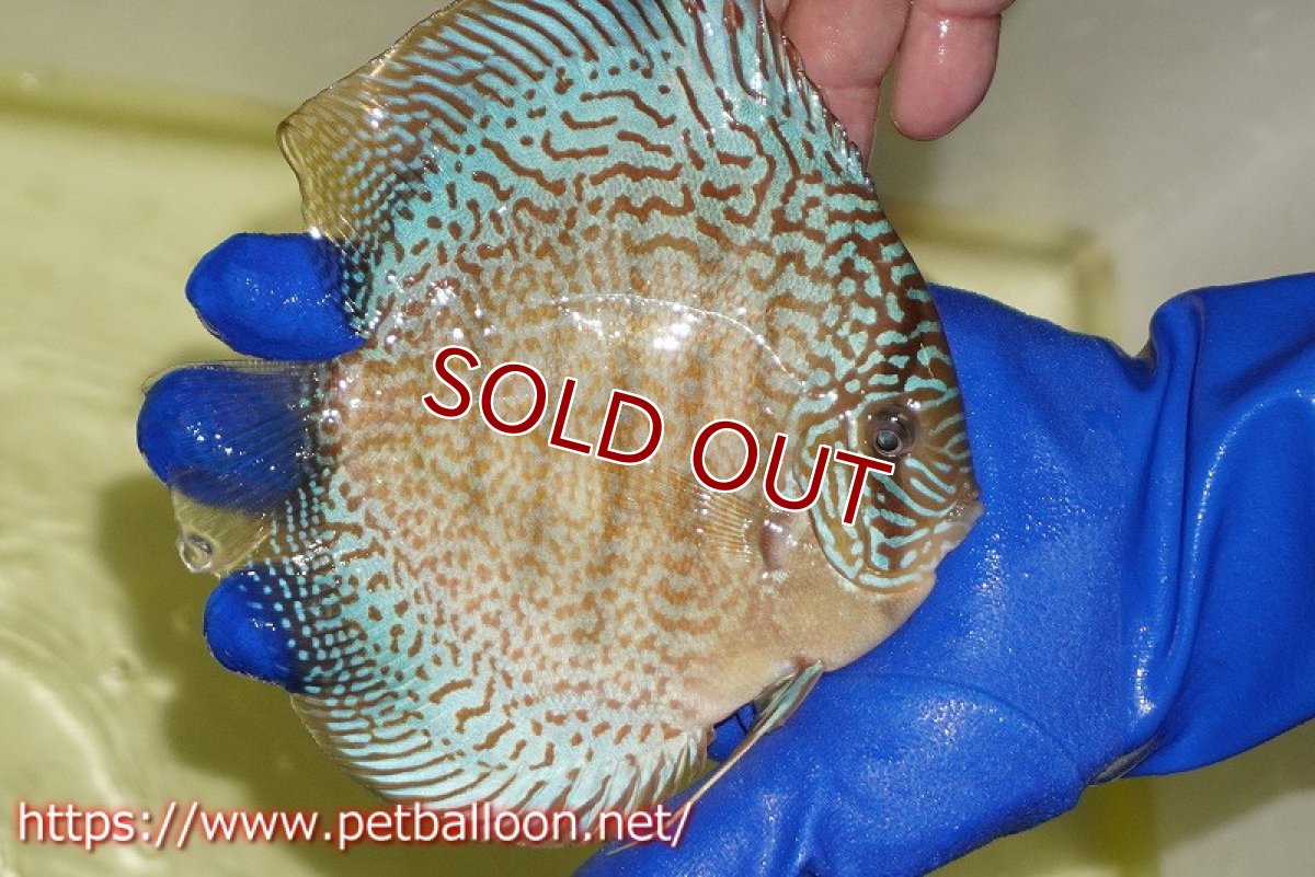 画像4: 【ディスカス】【通販】サクラスーパーブルーレオパード（ハイフォーム）【個体ペア販売】14-15cm（生体）マレーシア　KLディスカスファーム (4)