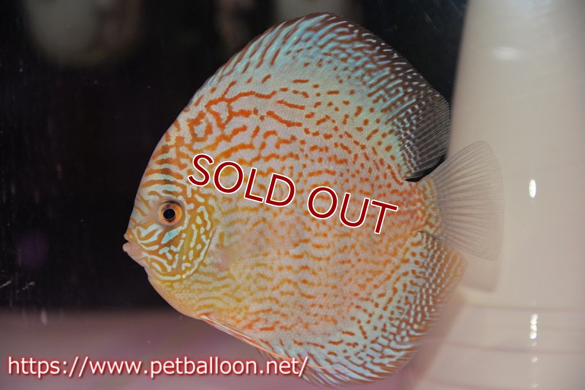 画像5: 【ディスカス】【通販】サクラスーパーブルーレオパード（ハイフォーム）【個体ペア販売】14-15cm（生体）マレーシア　KLディスカスファーム (5)