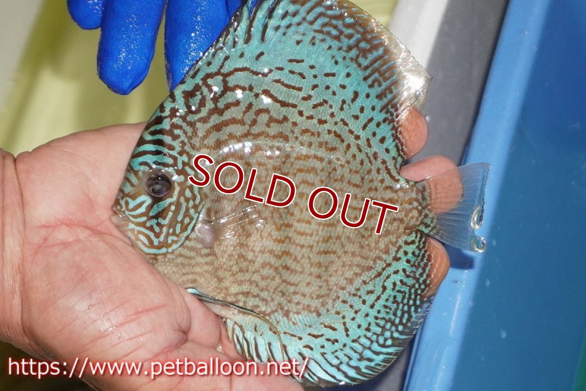 画像6: 【ディスカス】【通販】サクラスーパーブルーレオパード（ハイフォーム）【個体ペア販売】14-15cm（生体）マレーシア　KLディスカスファーム (6)