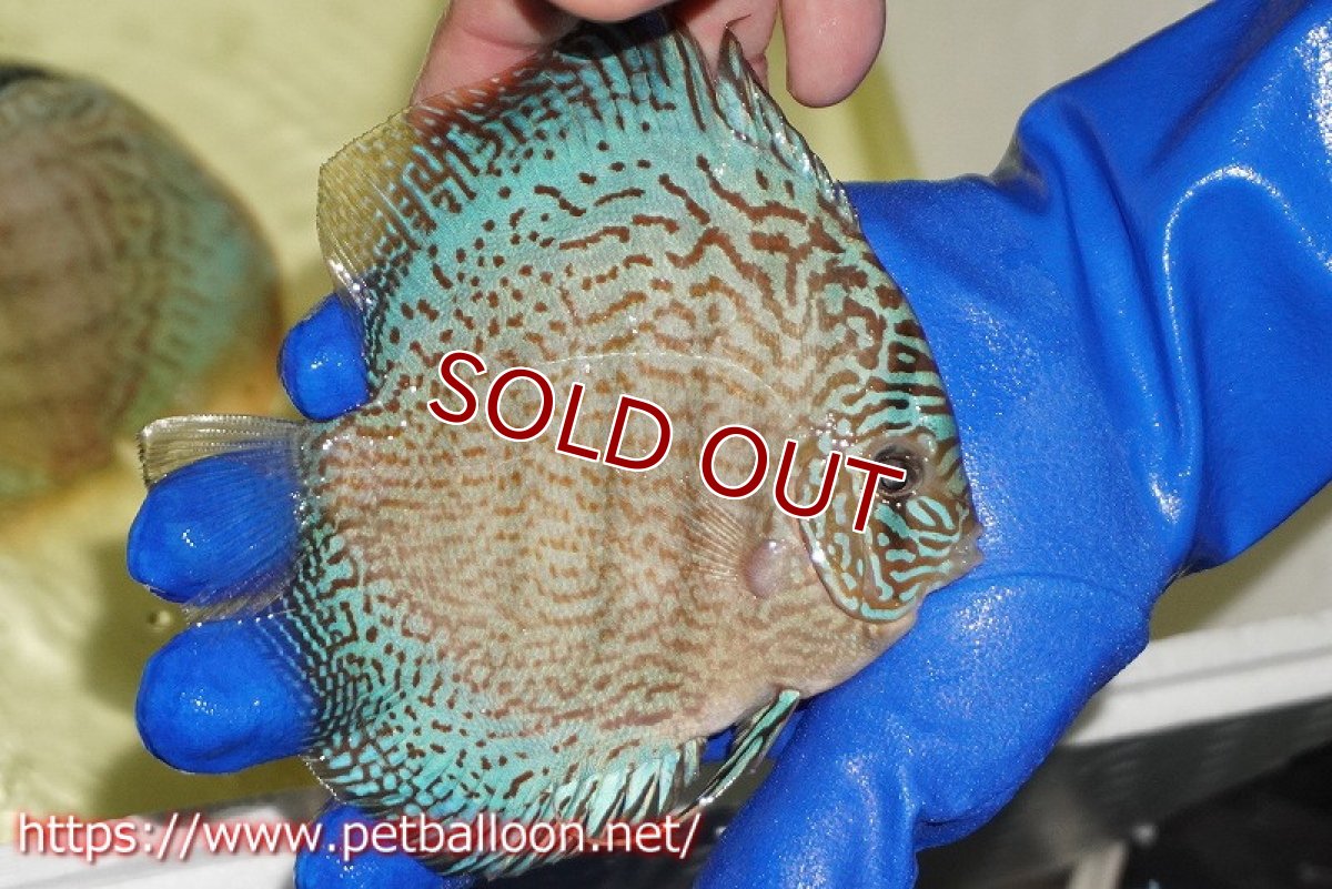 画像7: 【ディスカス】【通販】サクラスーパーブルーレオパード（ハイフォーム）【個体ペア販売】14-15cm（生体）マレーシア　KLディスカスファーム (7)