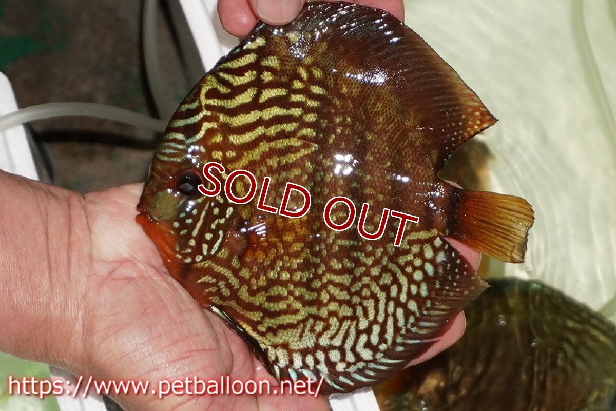 画像3: 【ディスカス】【通販】【初入荷マレーシア屈指のファーム】ワイルドロイヤルブルークロス（タイプレッド）【個体ペア販売】15-16cm （生体）【マレーシア　PERMAI KENCANAディスカスファーム　Winson氏　】 (3)