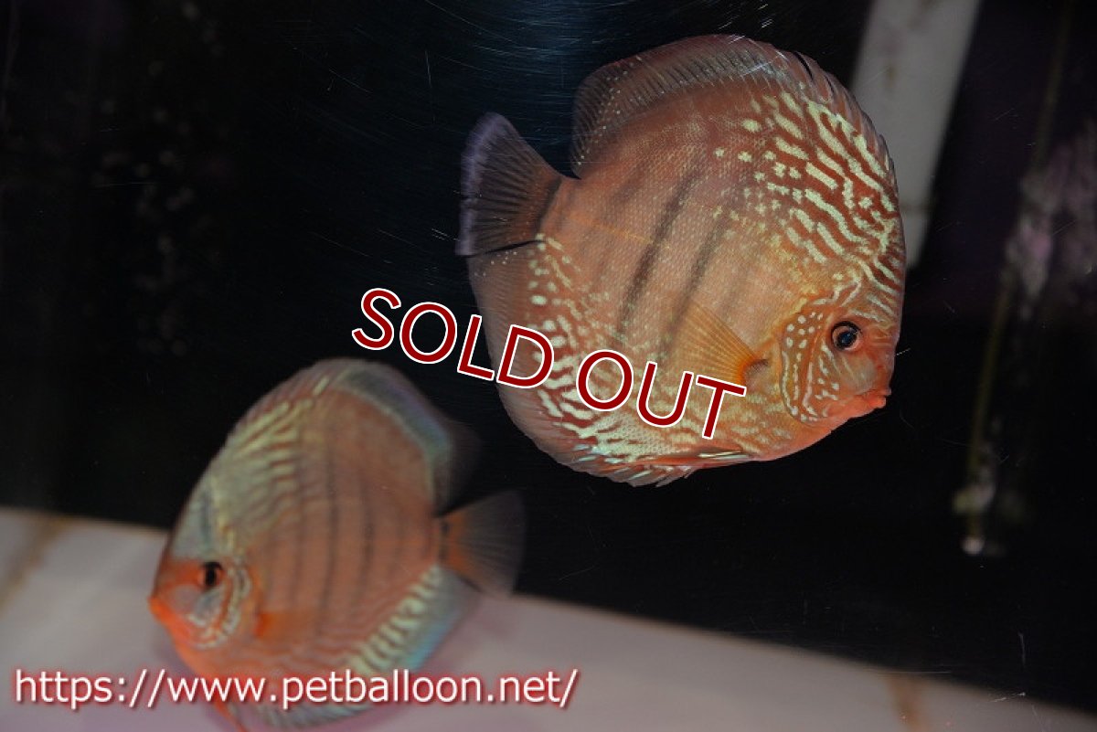 画像1: 【ディスカス】【通販】【初入荷マレーシア屈指のファーム】ワイルドロイヤルブルークロス（タイプレッド）【個体ペア販売】15-16cm （生体）【マレーシア　PERMAI KENCANAディスカスファーム　Winson氏　】 (1)