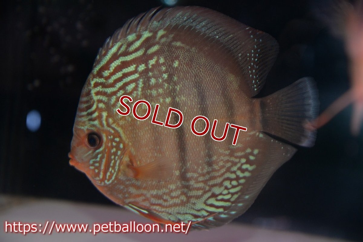 画像2: 【ディスカス】【通販】【初入荷マレーシア屈指のファーム】ワイルドロイヤルブルークロス（タイプレッド）【個体ペア販売】15-16cm （生体）【マレーシア　PERMAI KENCANAディスカスファーム　Winson氏　】 (2)