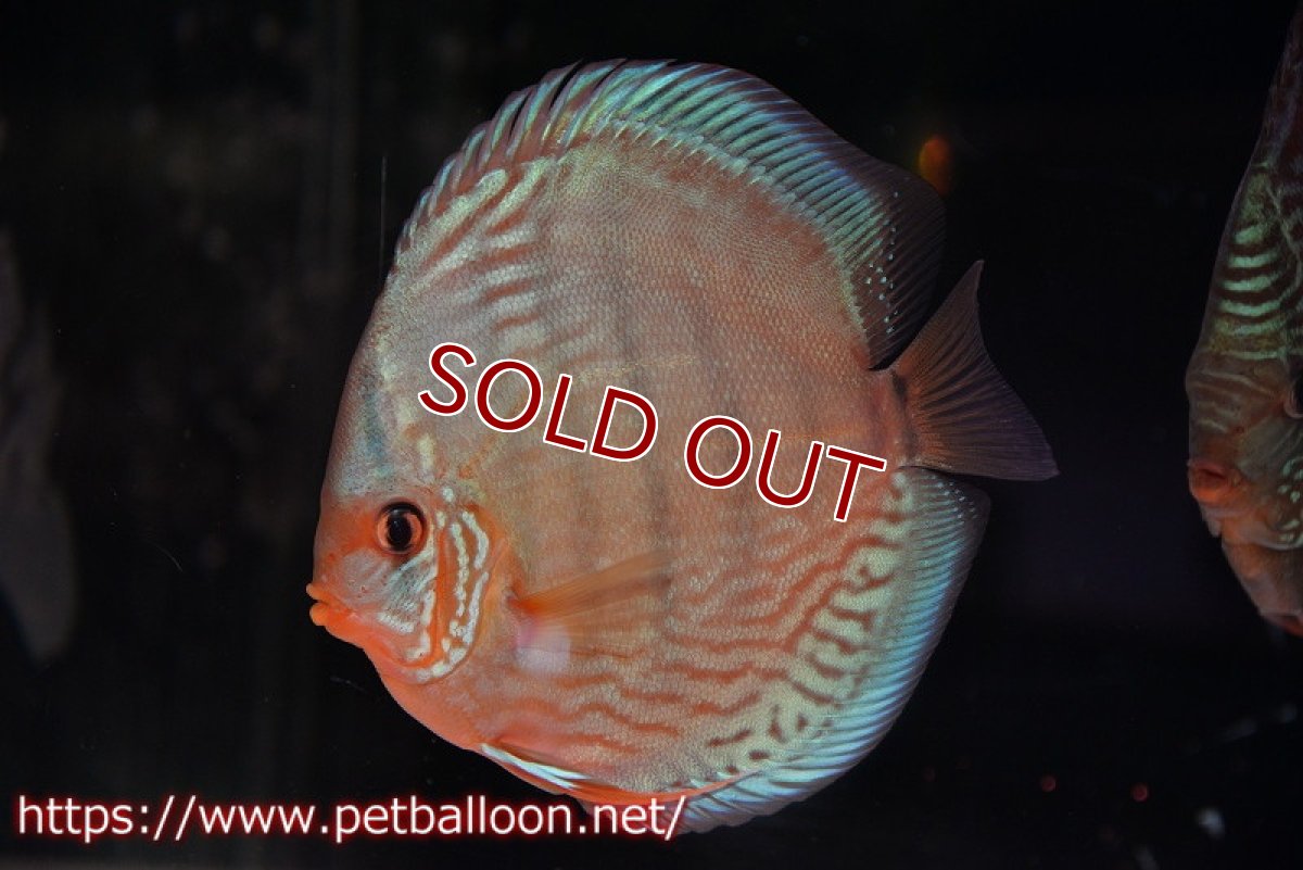 画像5: 【ディスカス】【通販】【初入荷マレーシア屈指のファーム】ワイルドロイヤルブルークロス（タイプレッド）【個体ペア販売】15-16cm （生体）【マレーシア　PERMAI KENCANAディスカスファーム　Winson氏　】 (5)