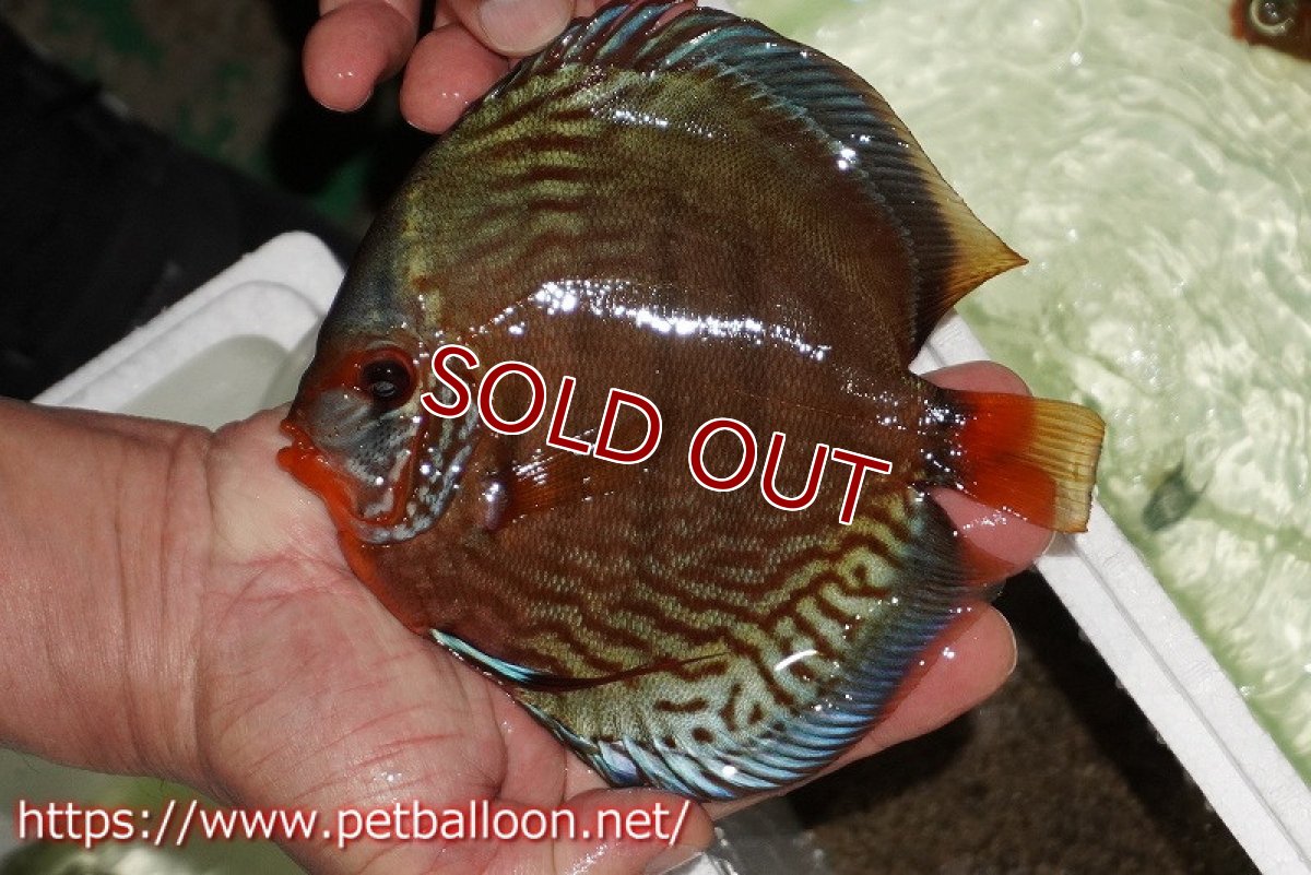 画像6: 【ディスカス】【通販】【初入荷マレーシア屈指のファーム】ワイルドロイヤルブルークロス（タイプレッド）【個体ペア販売】15-16cm （生体）【マレーシア　PERMAI KENCANAディスカスファーム　Winson氏　】 (6)