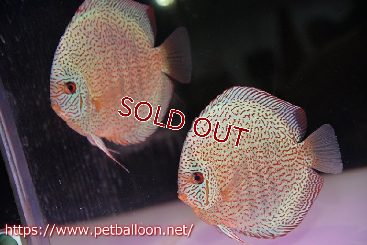 画像1: 【ディスカス】【通販】【初入荷マレーシア屈指のファーム】スーパーキングバイパー【個体ペア販売】14cm （生体）【マレーシア　PERMAI KENCANAディスカスファーム　Winson氏　】 (1)