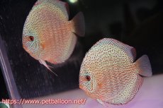 画像1: 【ディスカス】【通販】【初入荷マレーシア屈指のファーム】スーパーキングバイパー【個体ペア販売】14cm （生体）【マレーシア　PERMAI KENCANAディスカスファーム　Winson氏　】 (1)