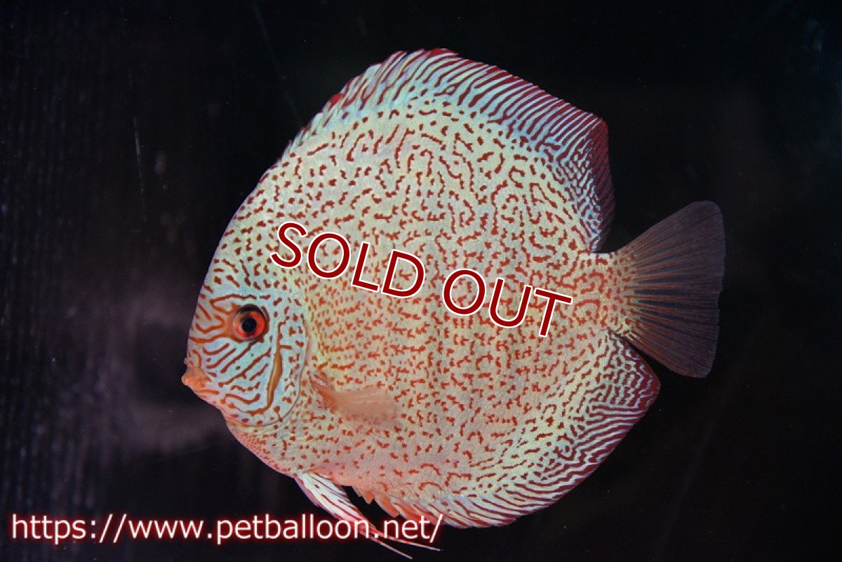 画像2: 【ディスカス】【通販】【初入荷マレーシア屈指のファーム】スーパーキングバイパー【個体ペア販売】14cm （生体）【マレーシア　PERMAI KENCANAディスカスファーム　Winson氏　】 (2)