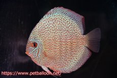 画像2: 【ディスカス】【通販】【初入荷マレーシア屈指のファーム】スーパーキングバイパー【個体ペア販売】14cm （生体）【マレーシア　PERMAI KENCANAディスカスファーム　Winson氏　】 (2)