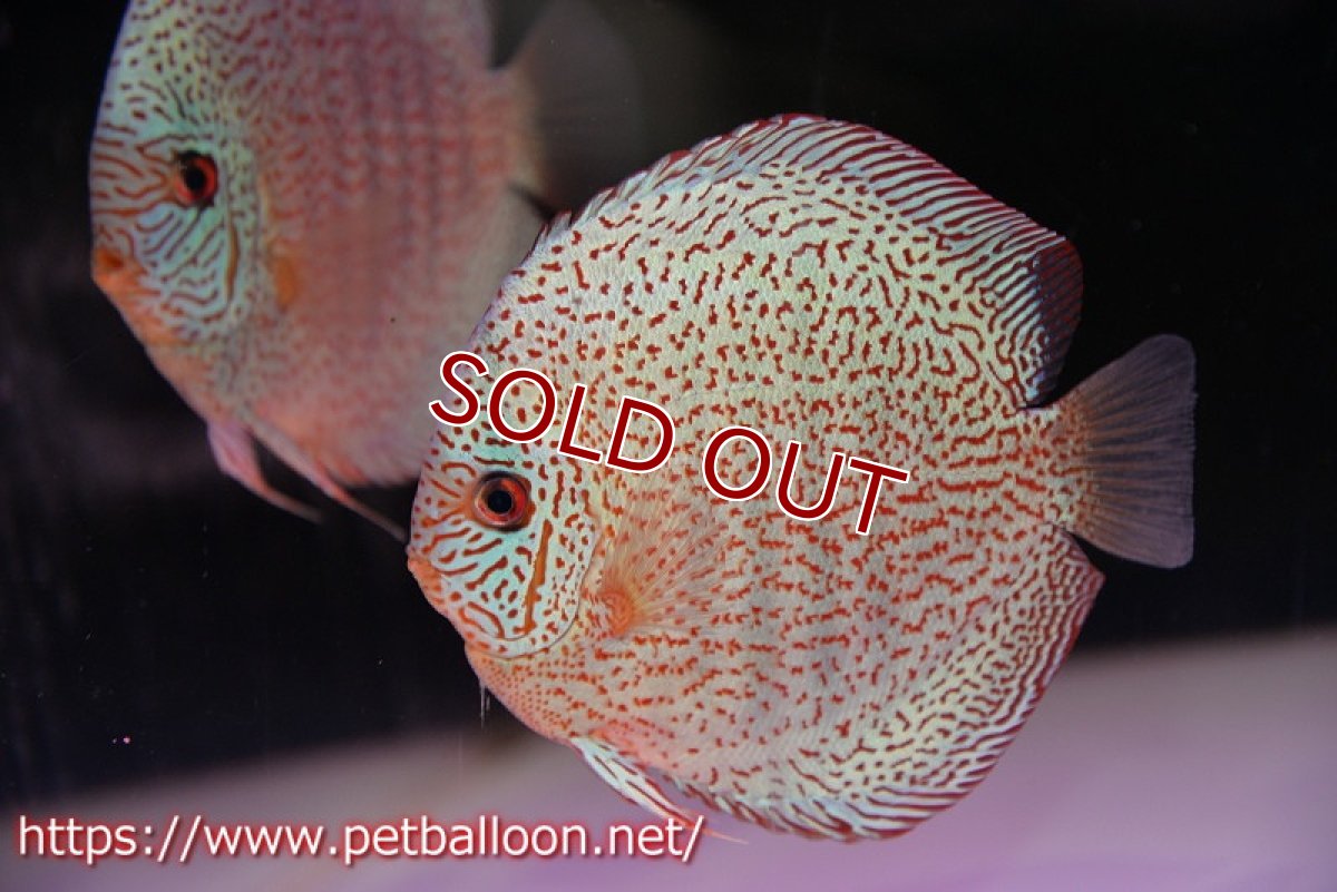 画像5: 【ディスカス】【通販】【初入荷マレーシア屈指のファーム】スーパーキングバイパー【個体ペア販売】14cm （生体）【マレーシア　PERMAI KENCANAディスカスファーム　Winson氏　】 (5)