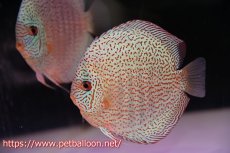 画像5: 【ディスカス】【通販】【初入荷マレーシア屈指のファーム】スーパーキングバイパー【個体ペア販売】14cm （生体）【マレーシア　PERMAI KENCANAディスカスファーム　Winson氏　】 (5)