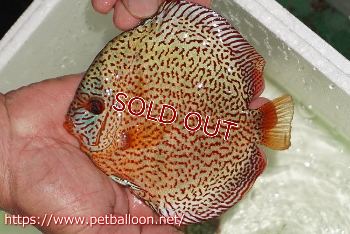 画像6: 【ディスカス】【通販】【初入荷マレーシア屈指のファーム】スーパーキングバイパー【個体ペア販売】14cm （生体）【マレーシア　PERMAI KENCANAディスカスファーム　Winson氏　】 (6)