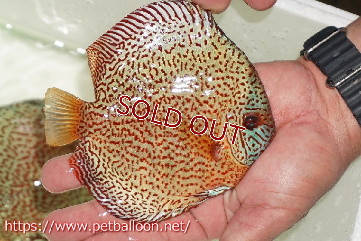 画像7: 【ディスカス】【通販】【初入荷マレーシア屈指のファーム】スーパーキングバイパー【個体ペア販売】14cm （生体）【マレーシア　PERMAI KENCANAディスカスファーム　Winson氏　】 (7)