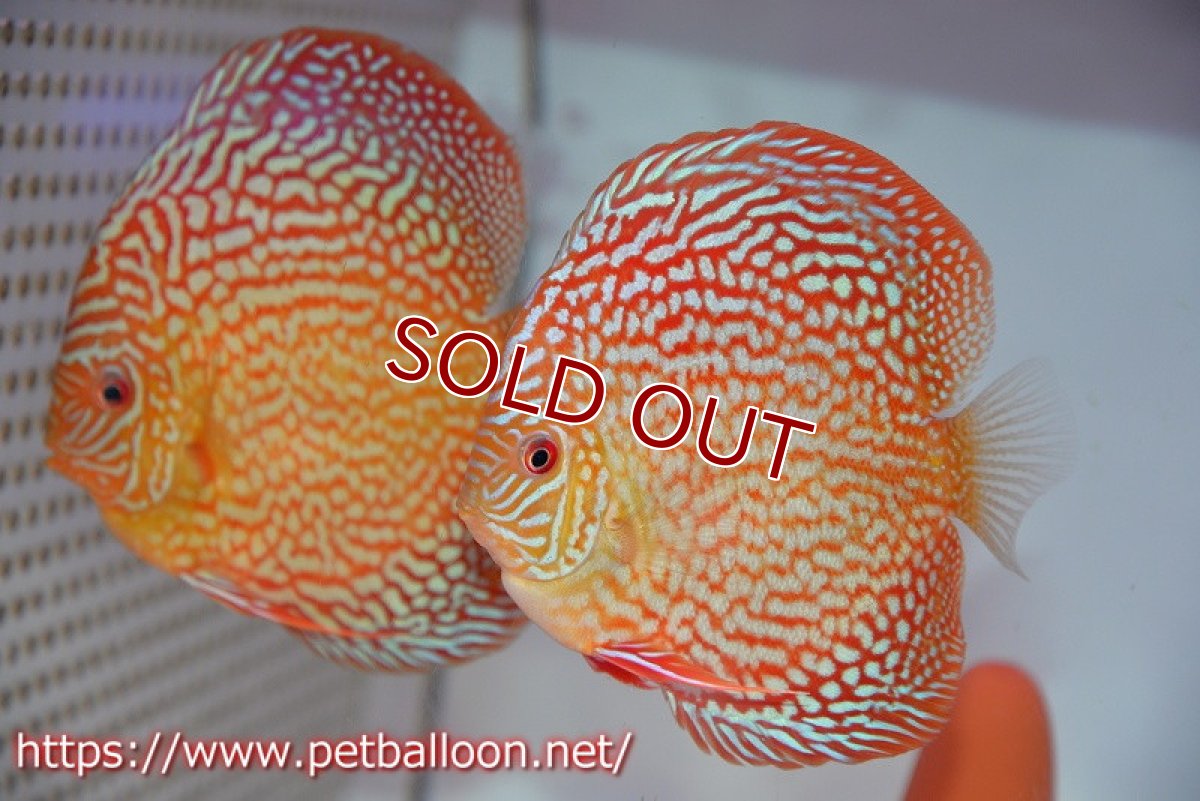 画像1: 【決算セール クーポンご利用で更に10％OFF対象商品】【ディスカス】【通販】【産卵経験あり】メイズレッドターコイズ（ハイフォーム）【個体ペア販売】12cm （生体）マレーシア　NAディスカスファーム (1)