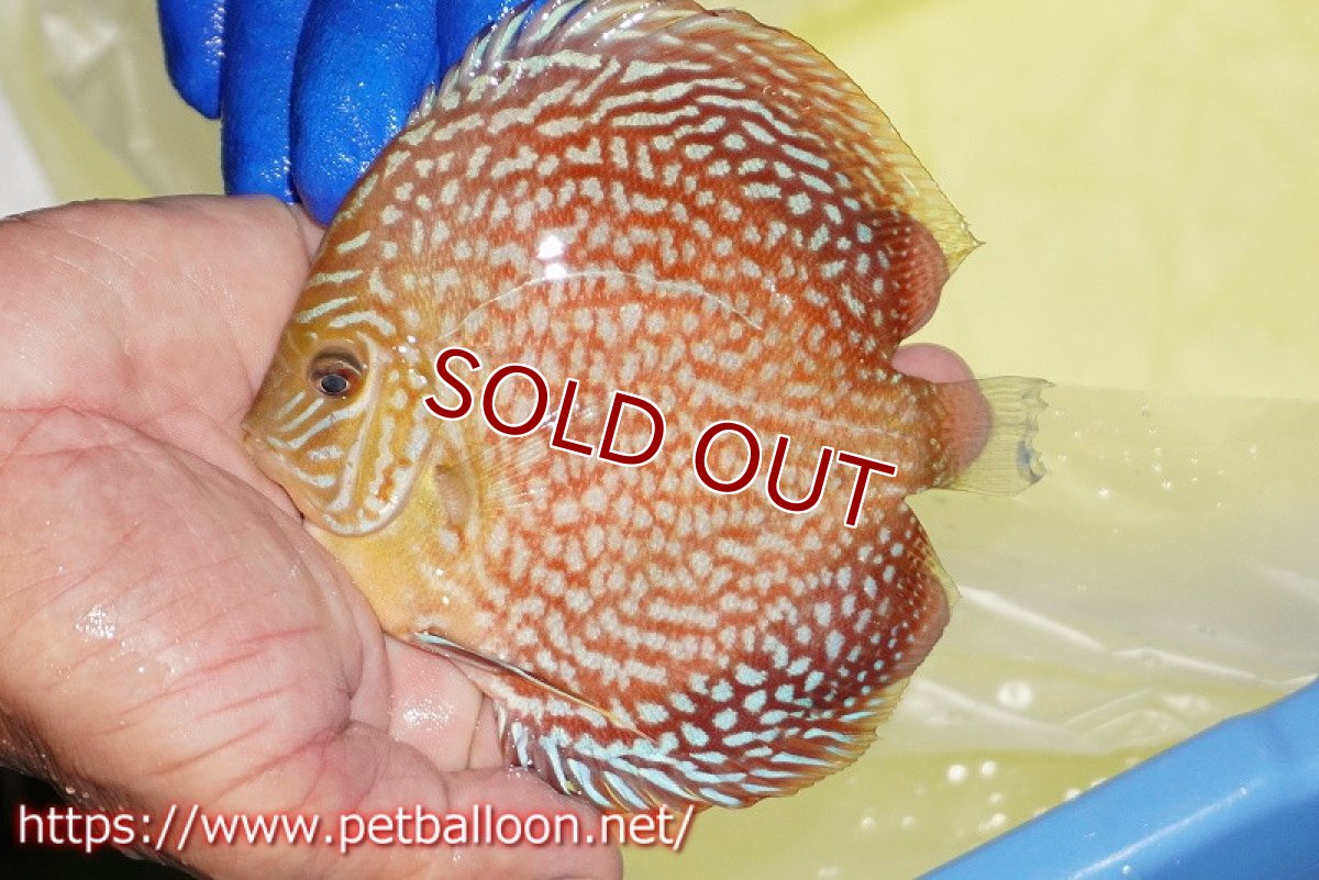 画像3: 【決算セール クーポンご利用で更に10％OFF対象商品】【ディスカス】【通販】【産卵経験あり】メイズレッドターコイズ（ハイフォーム）【個体ペア販売】12cm （生体）マレーシア　NAディスカスファーム (3)