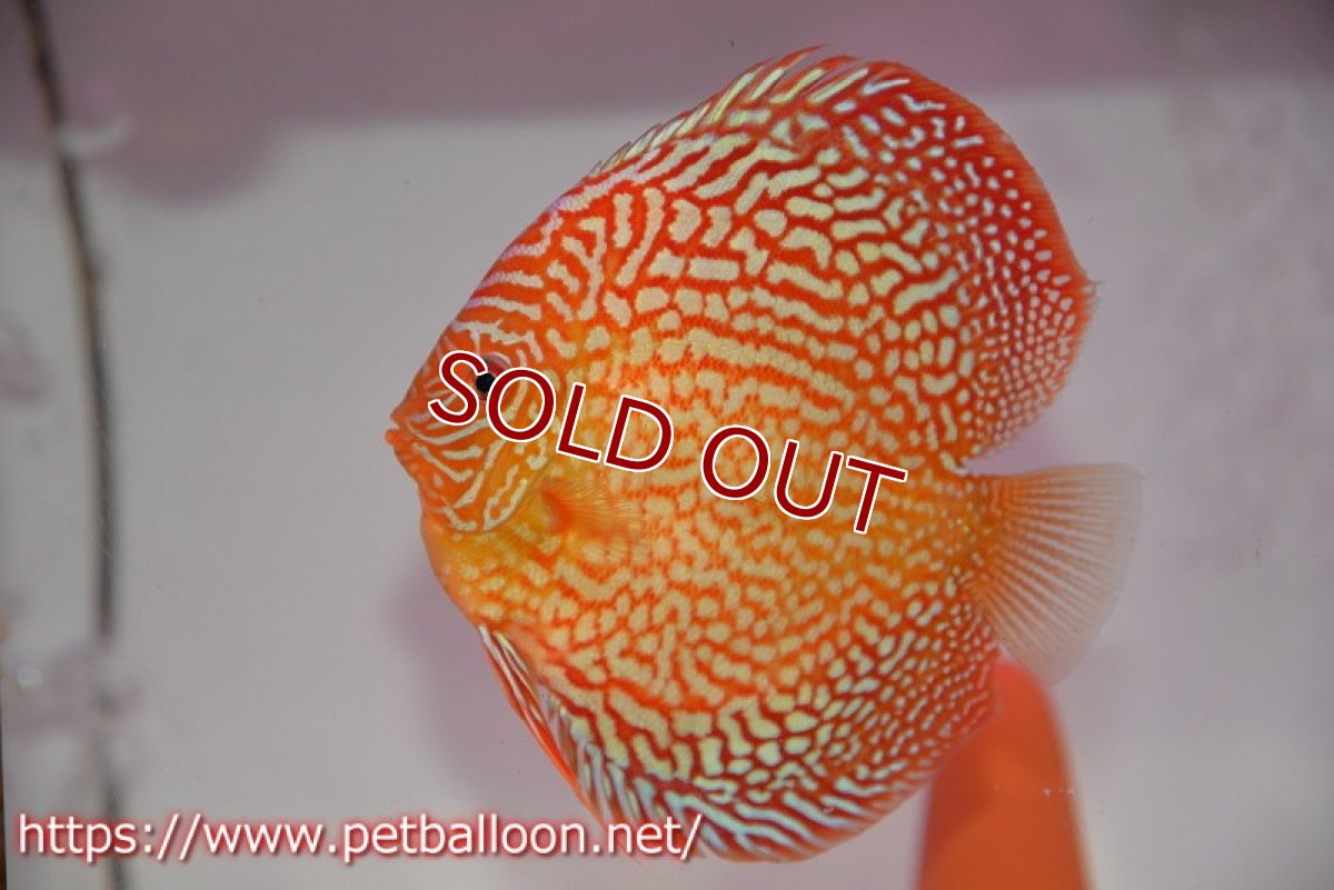 画像5: 【決算セール クーポンご利用で更に10％OFF対象商品】【ディスカス】【通販】【産卵経験あり】メイズレッドターコイズ（ハイフォーム）【個体ペア販売】12cm （生体）マレーシア　NAディスカスファーム (5)