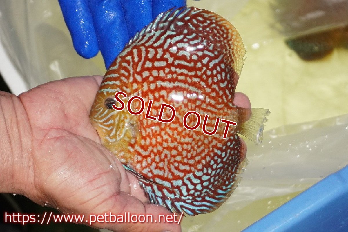 画像6: 【決算セール クーポンご利用で更に10％OFF対象商品】【ディスカス】【通販】【産卵経験あり】メイズレッドターコイズ（ハイフォーム）【個体ペア販売】12cm （生体）マレーシア　NAディスカスファーム (6)