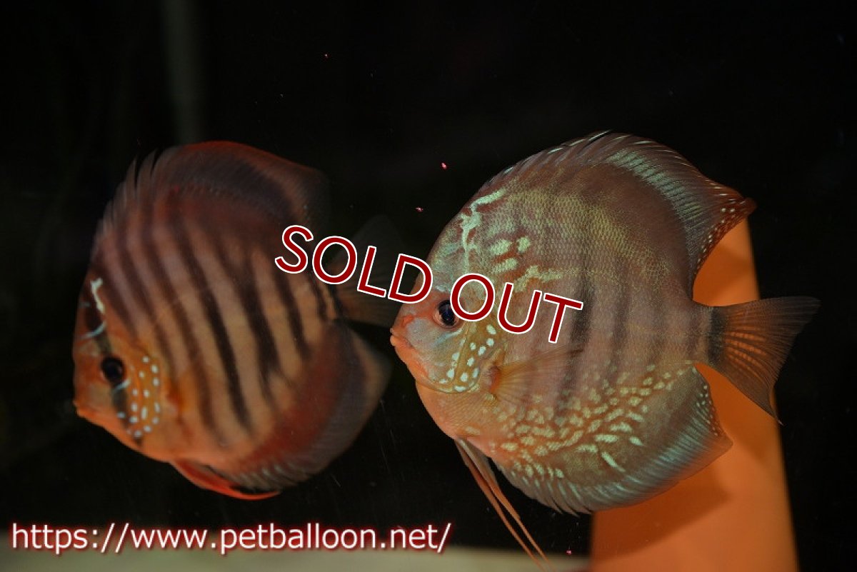 画像1: 【ディスカス】【通販】【初入荷マレーシア屈指のファーム】ワイルドロイヤルブルークロス（タイプレッド）【個体ペア販売】12cm （生体）【マレーシア　PERMAI KENCANAディスカスファーム　Winson氏　】 (1)