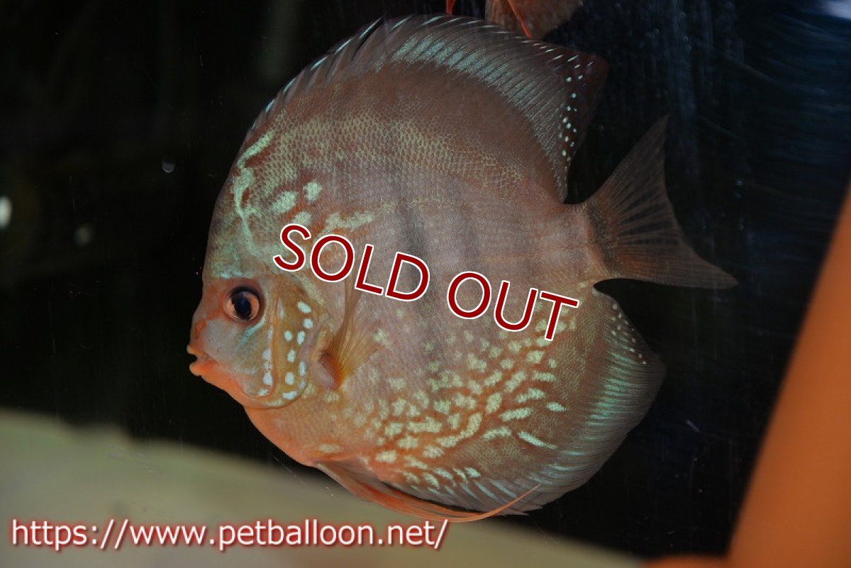 画像2: 【ディスカス】【通販】【初入荷マレーシア屈指のファーム】ワイルドロイヤルブルークロス（タイプレッド）【個体ペア販売】12cm （生体）【マレーシア　PERMAI KENCANAディスカスファーム　Winson氏　】 (2)