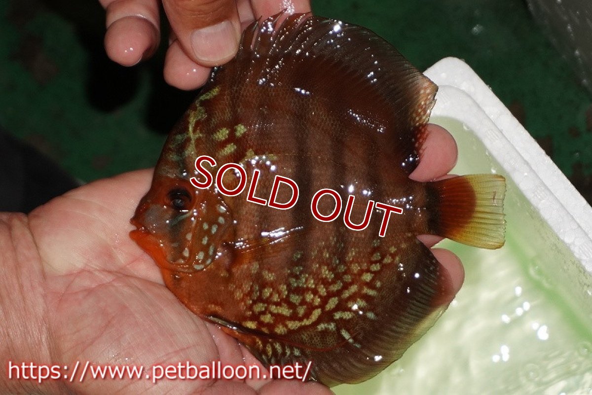 画像3: 【ディスカス】【通販】【初入荷マレーシア屈指のファーム】ワイルドロイヤルブルークロス（タイプレッド）【個体ペア販売】12cm （生体）【マレーシア　PERMAI KENCANAディスカスファーム　Winson氏　】 (3)